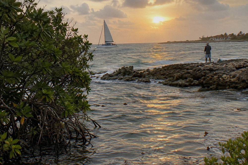 Catamaran under sail along a palm-lined coast at golden hour with calm sea