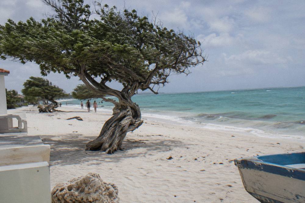 A wide white sand beach with calm turquoise water and leaning divi trees