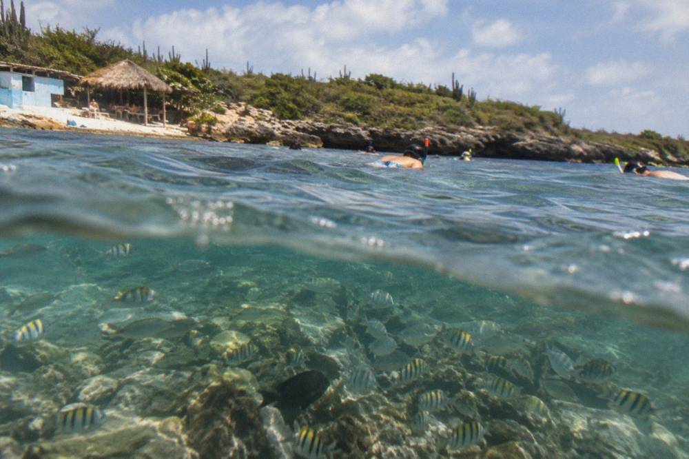 Snorkelers floating above a coral reef in clear shallow water