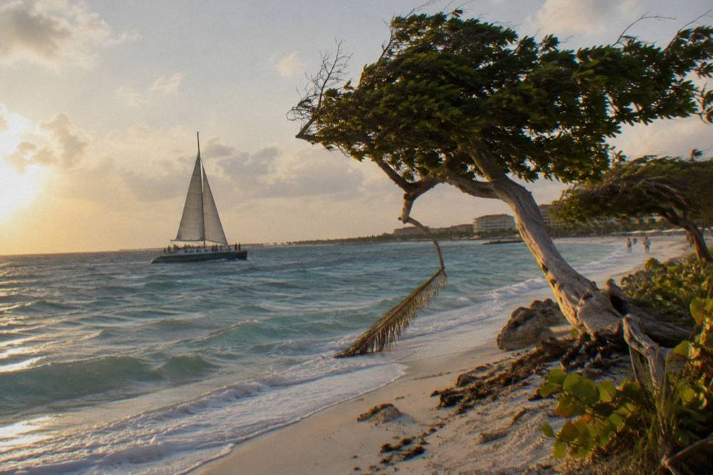 Catamaran under sail along a palm-lined coast at golden hour