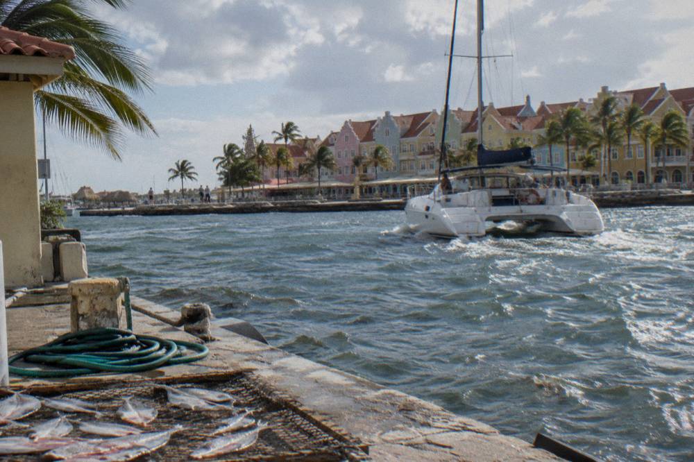 A catamaran under sail cruising along a palm-lined Caribbean coastline in late afternoon light