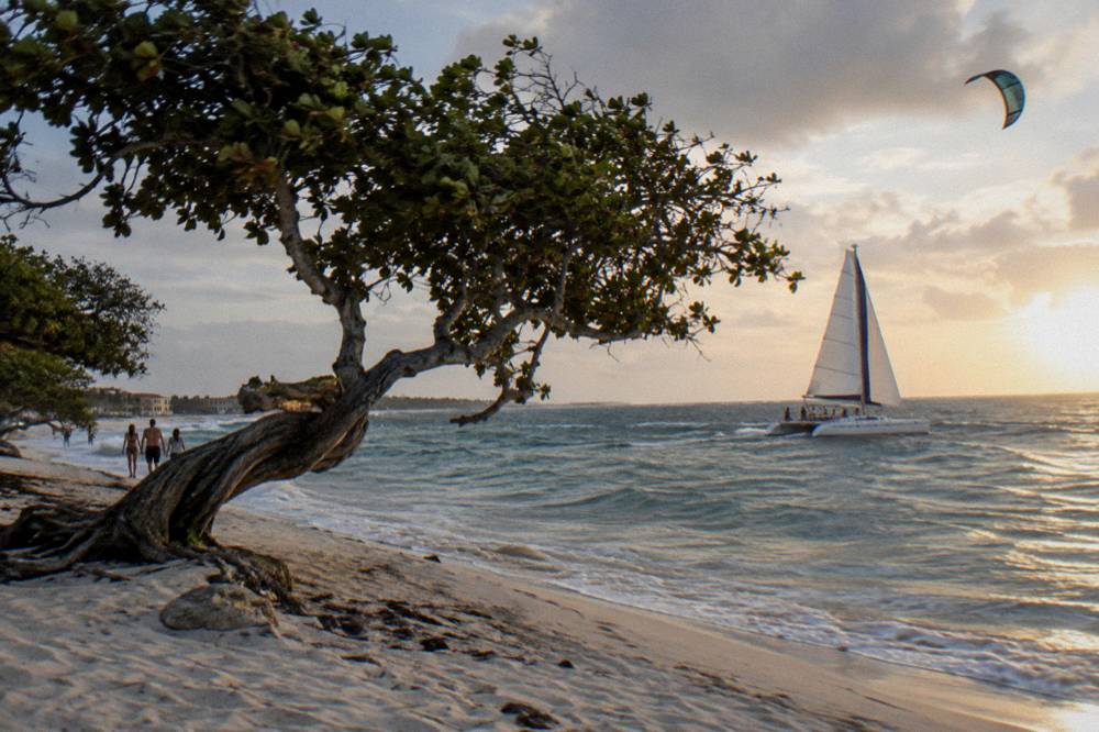 Family catamaran sailing along a palm-lined beach at golden hour