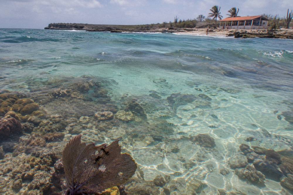 Healthy coral reef and schools of small fish in clear shallow water near a sandy seabed