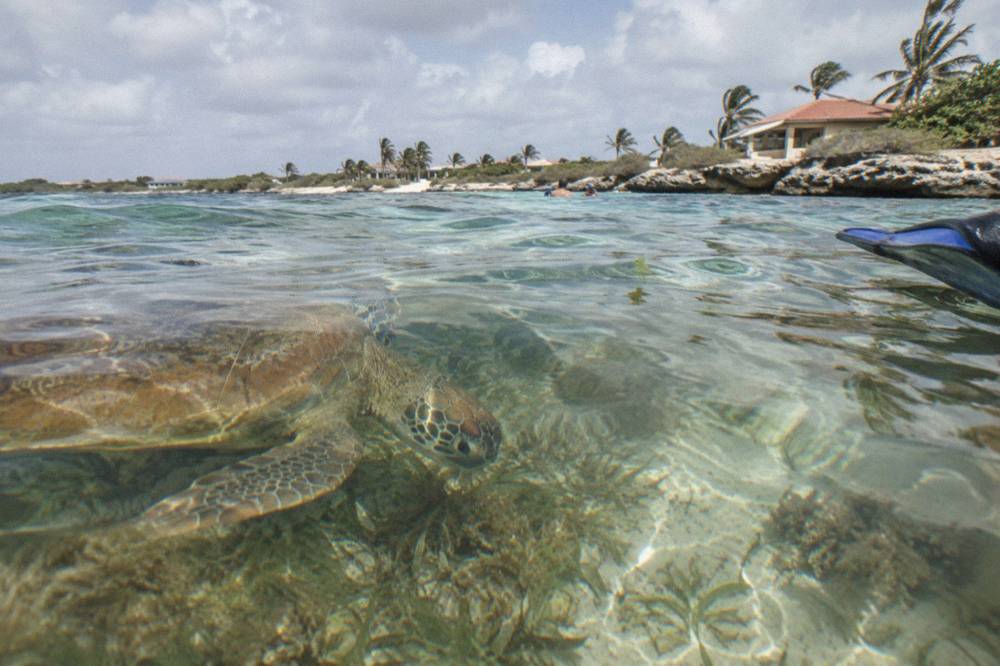 Green sea turtle swimming over seagrass in clear shallow water