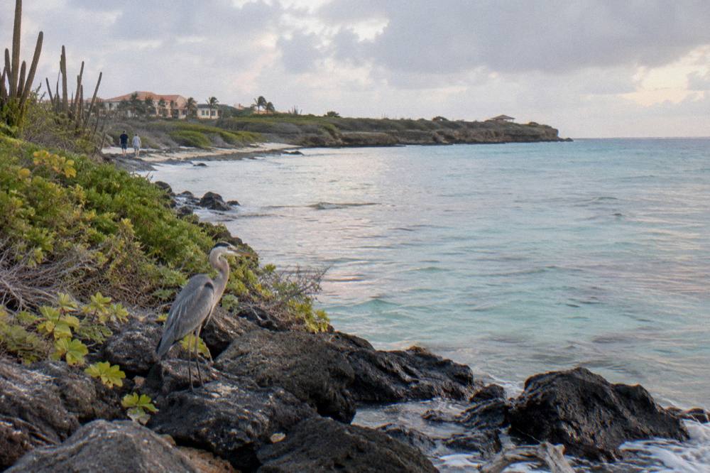 Morning light on calm turquoise sea along a coastline with low scrub and rocks