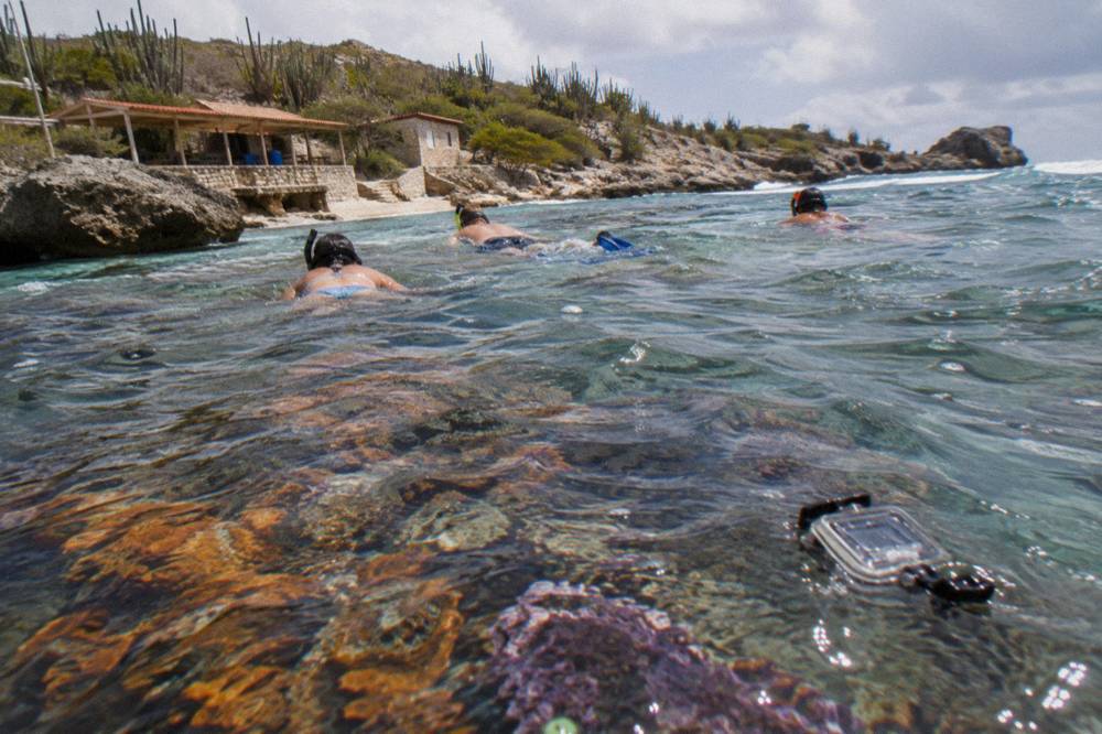 Snorkelers in the water beside a reef in clear shallow water