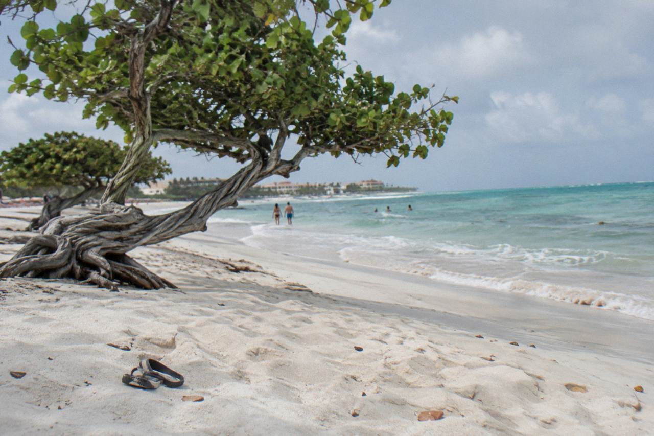 Wide white sand beach with divi divi trees and calm turquoise water along the coast