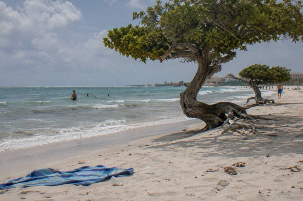 Wide sandy beach with white sand, calm shallow water and a few low divi trees