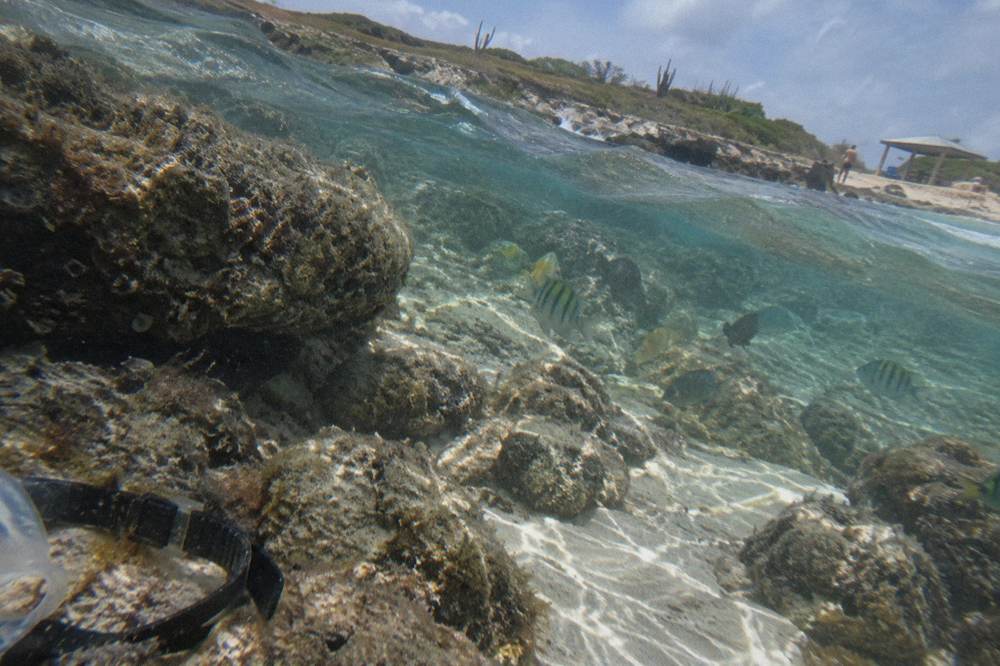 Underwater view of clear water, pale sand and small reef fish over a shallow rocky bottom