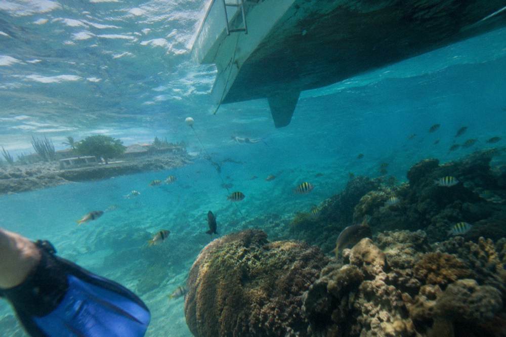 Snorkelers in clear water beside a coral reef with tropical fish near a moored catamaran
